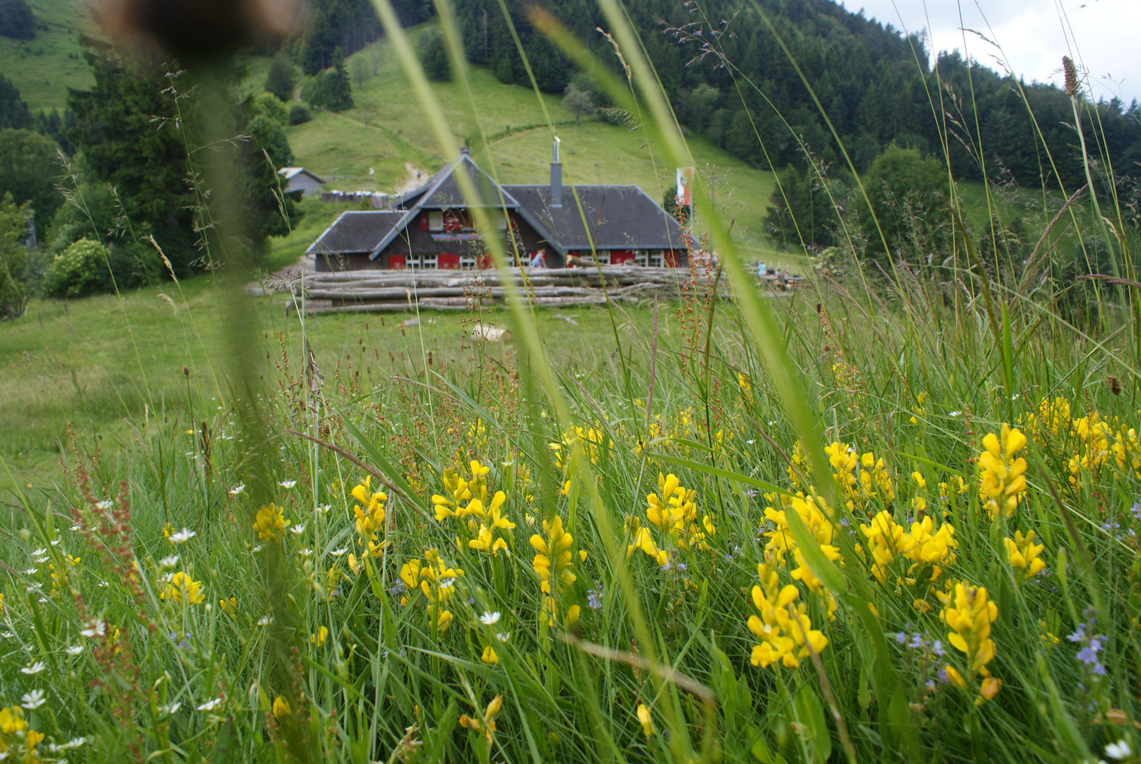 Saftige Blumenwiese an der Kälblescheuer im Schwarzwald