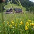 Saftige Blumenwiese an der Kälblescheuer im Schwarzwald