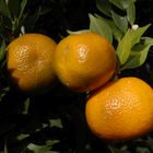 Saftige Früchte - Mandarinen-Bäumchen