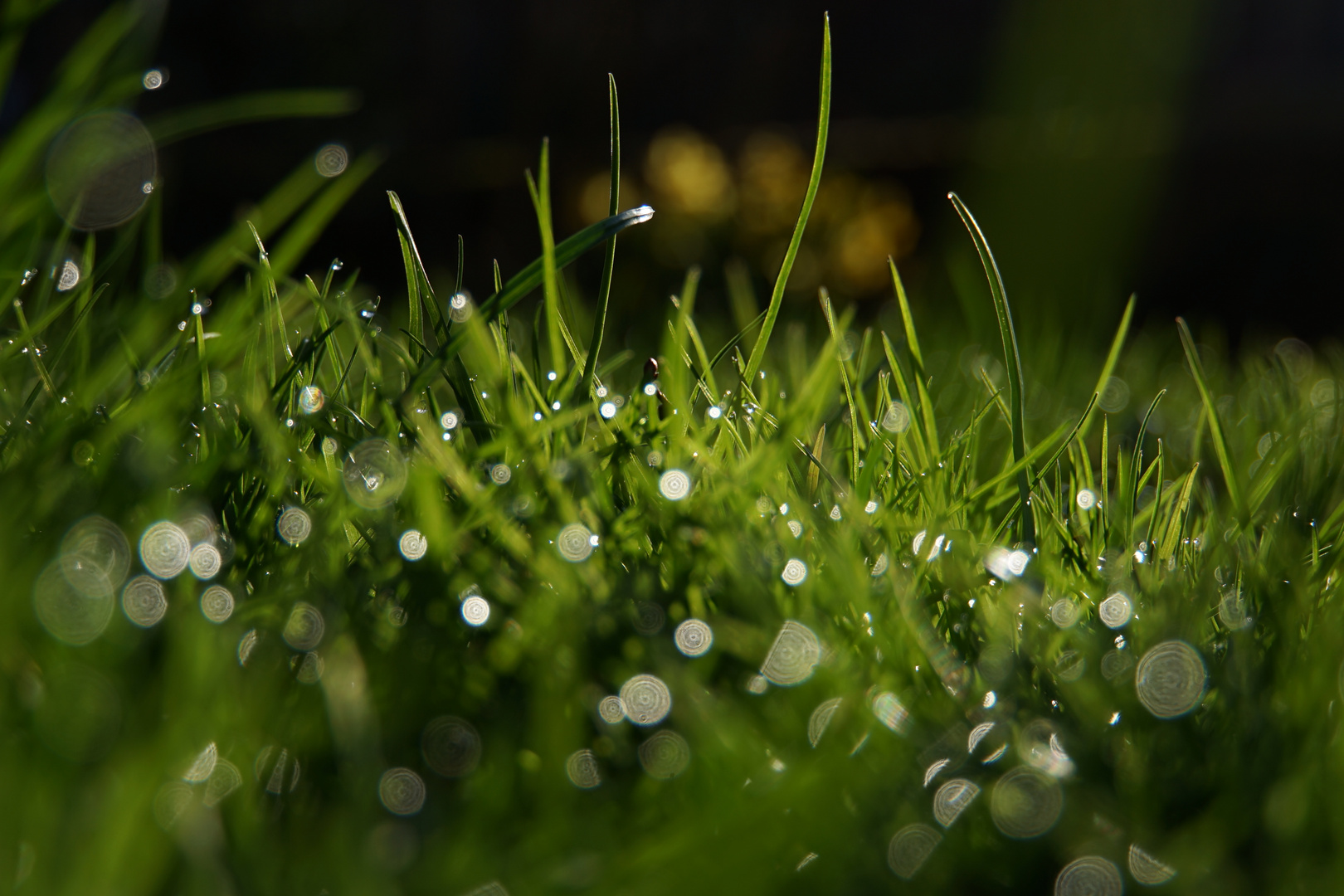 Saftige Gräser im Frühling