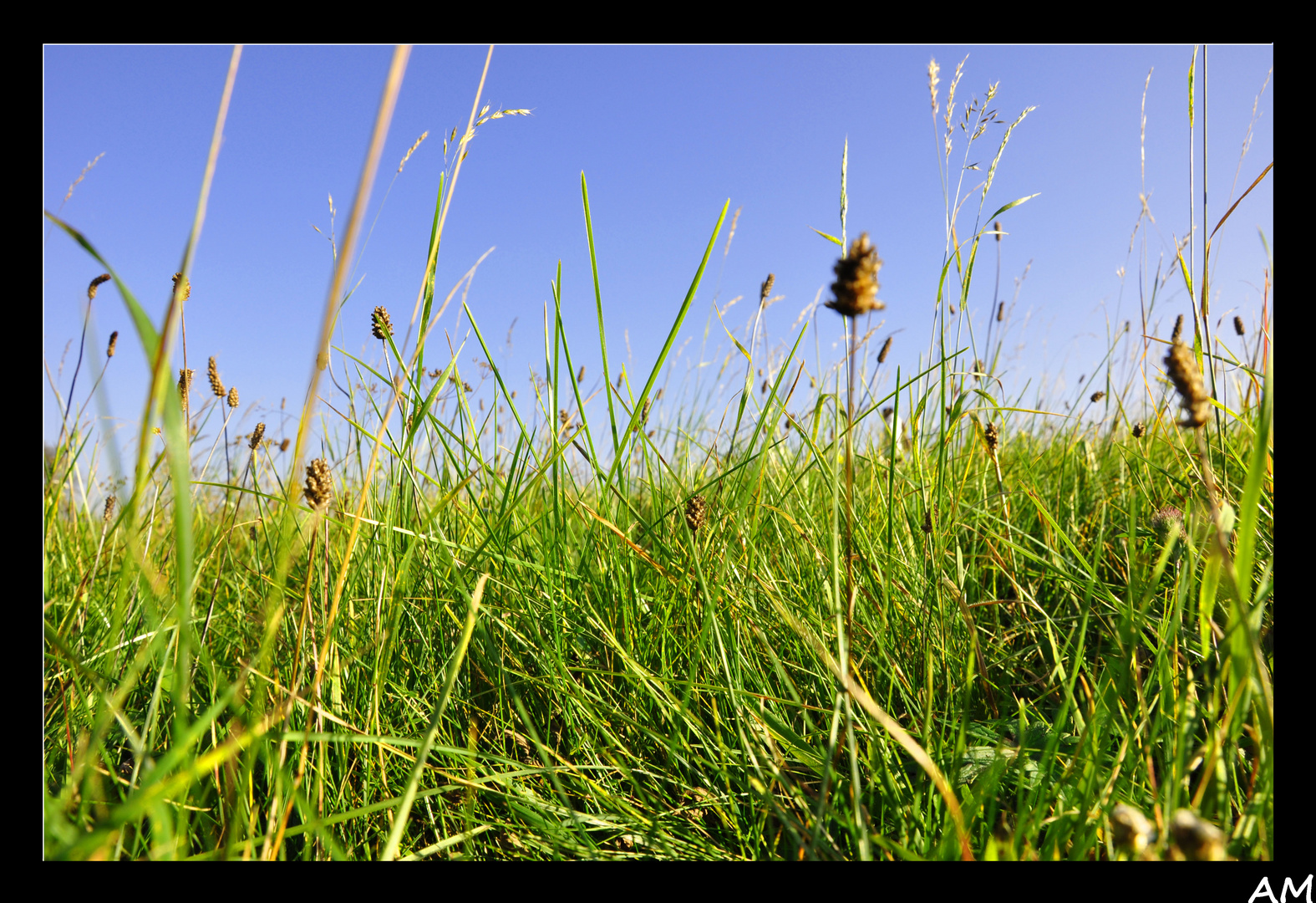 saftige Herbstwiese