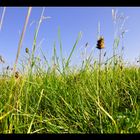 saftige Herbstwiese