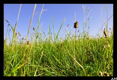 saftige Herbstwiese