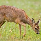 Saftige Kräuter schmecken besonders gut