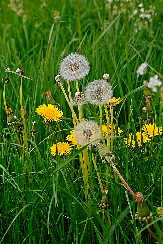 Saftige Löwenzahnwiese