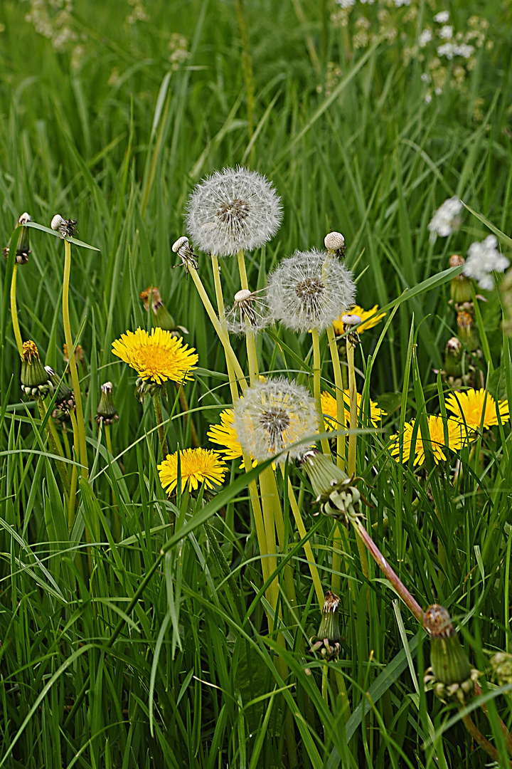 Saftige Löwenzahnwiese