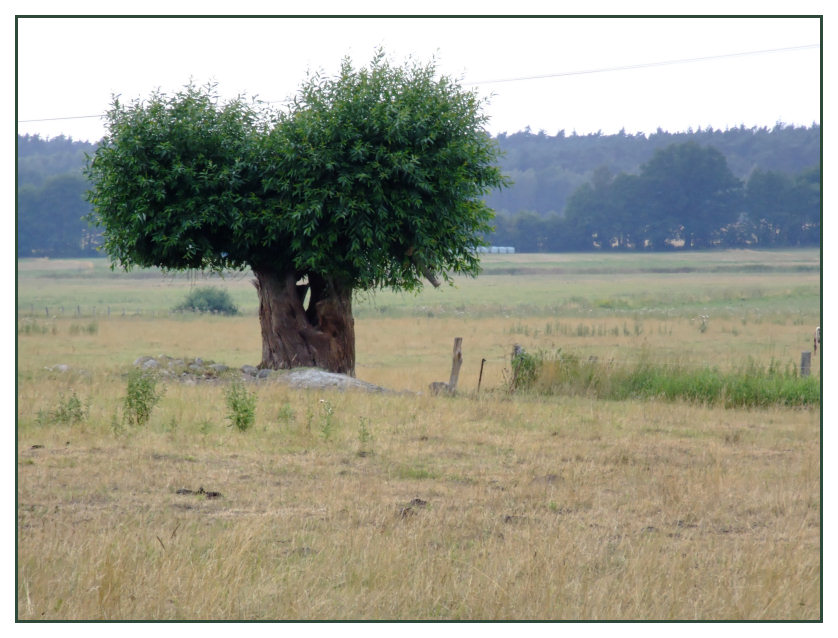 saftige Weide auf deutscher Steppe