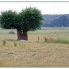 saftige Weide auf deutscher Steppe