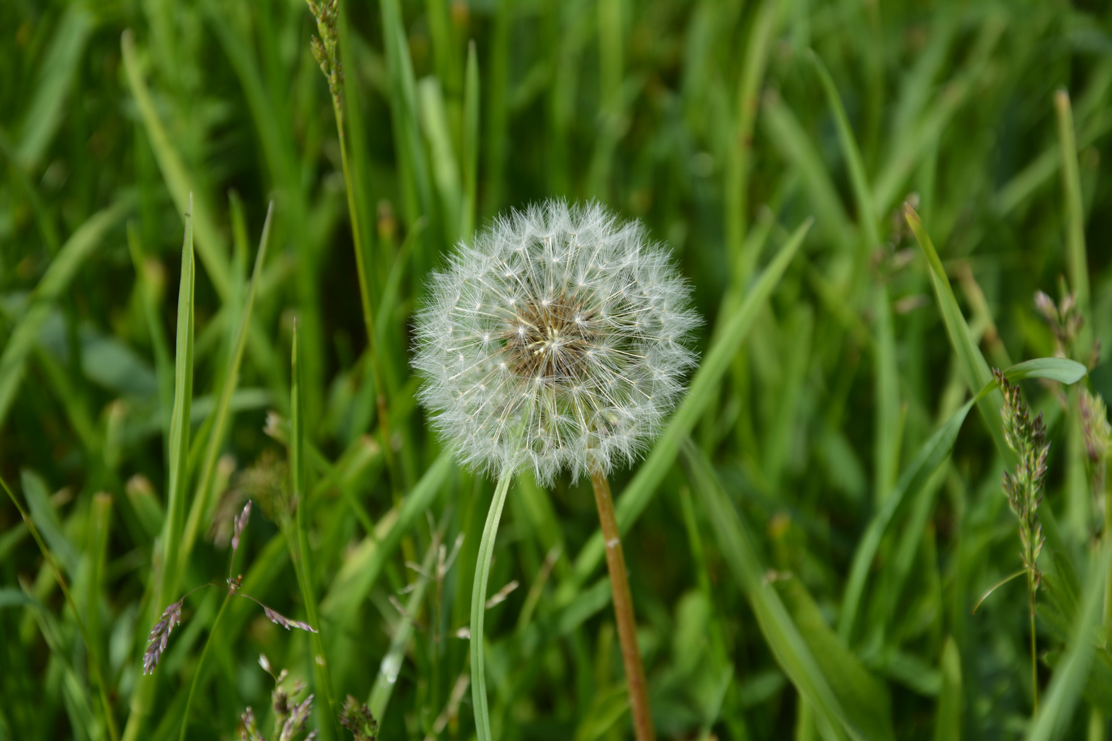 Saftige Wiesen im Frühling