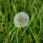 Saftige Wiesen im Frühling