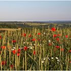 Saftige Wiesen und Felder