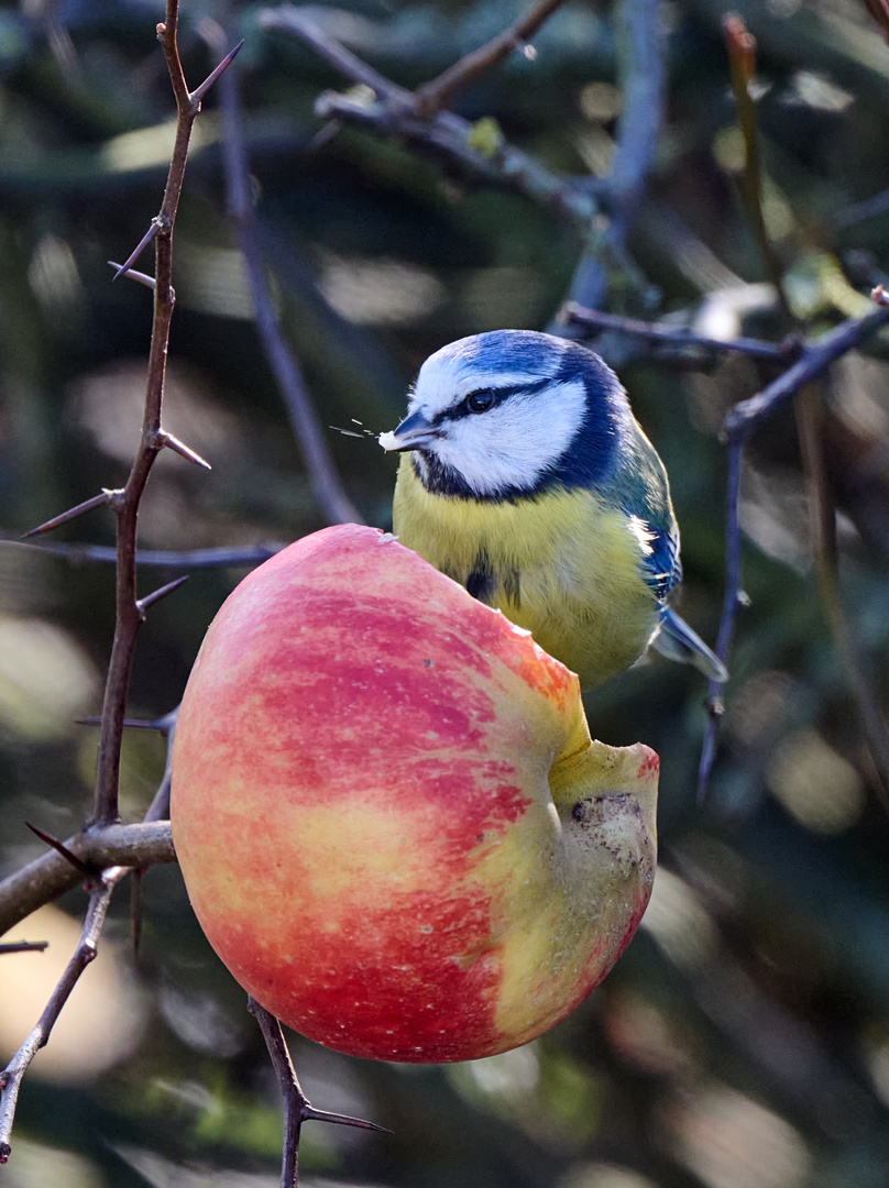 saftiger Apfel