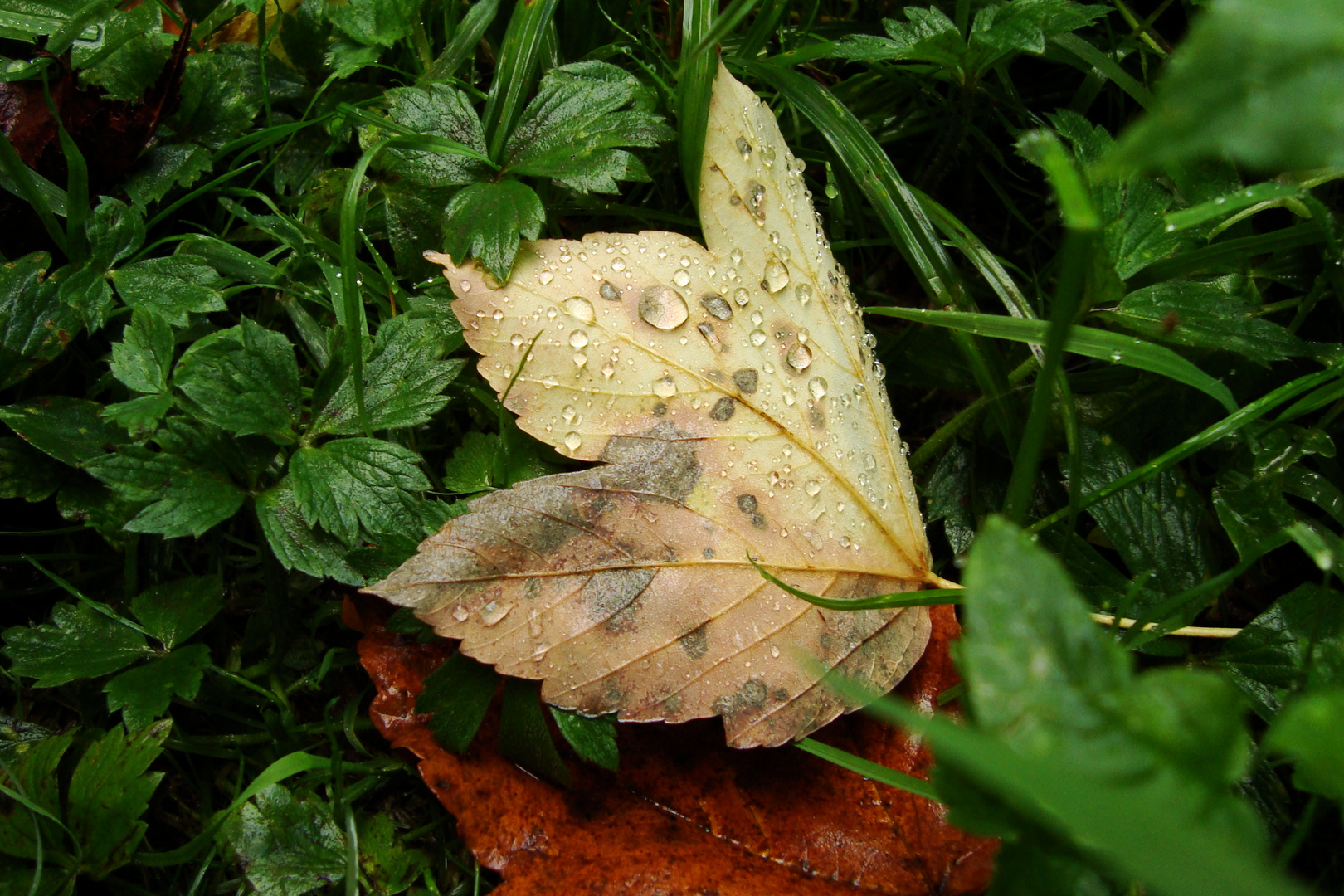 Saftiges Blatt