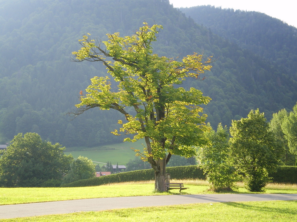 Saftiges Grün