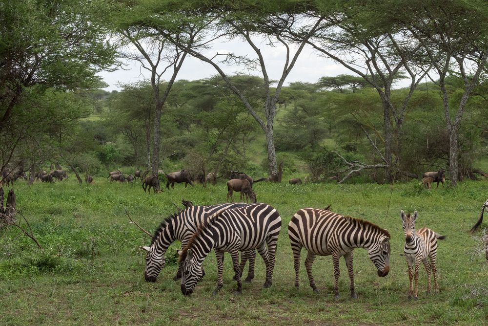 saftiges Grün