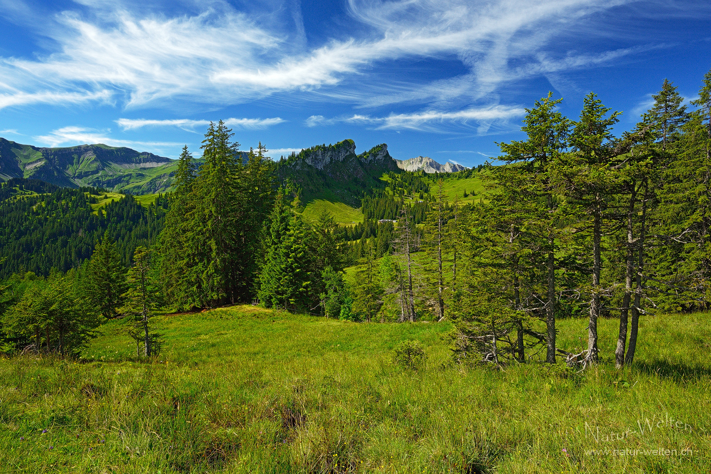 Saftiges Grün