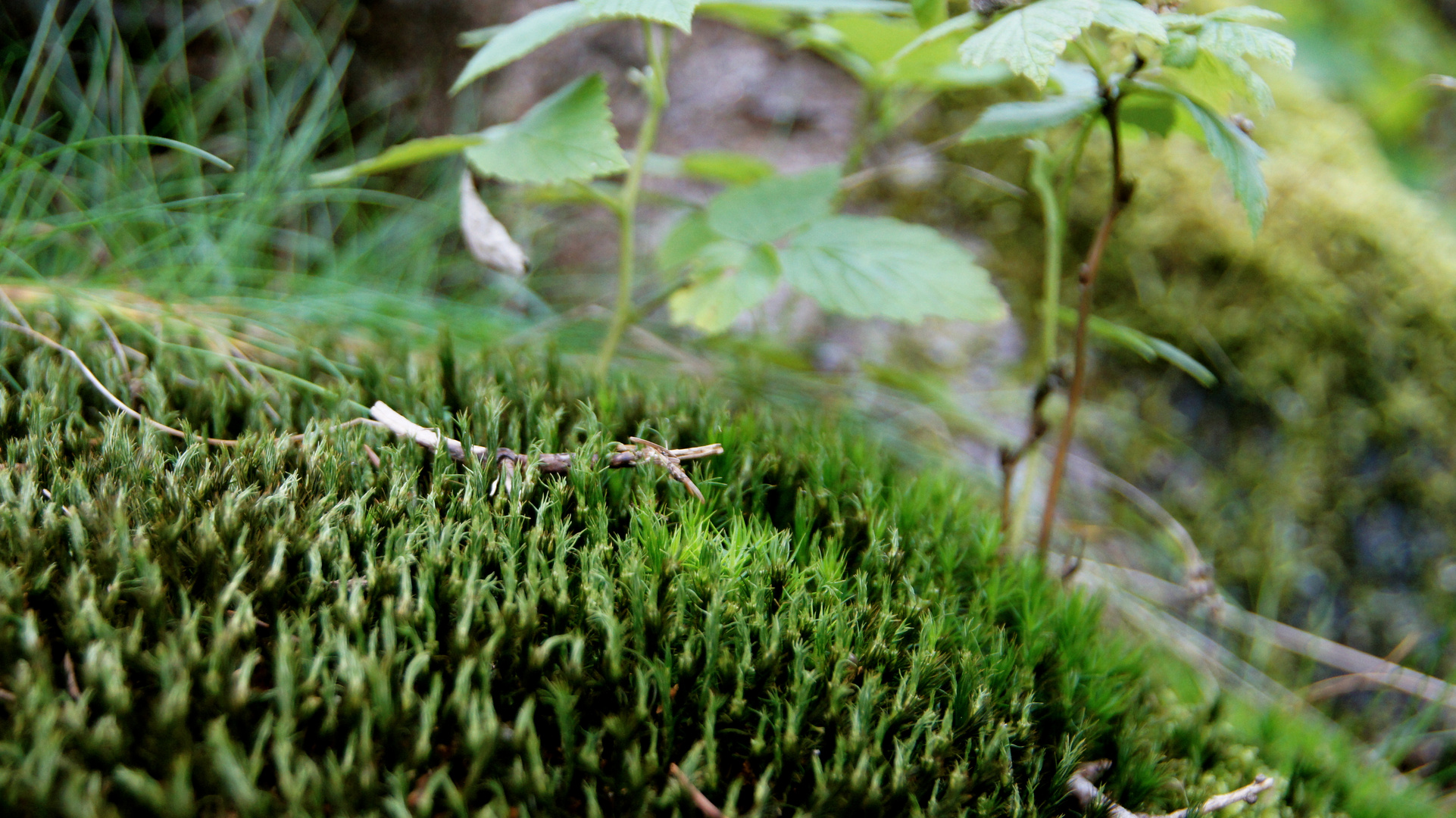 Saftiges Grün