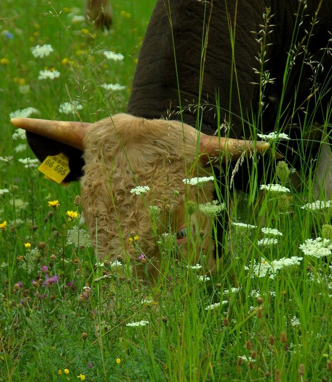 saftiges grün