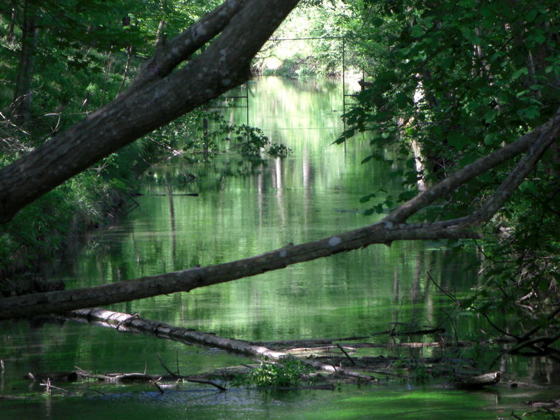 Saftiges Grün