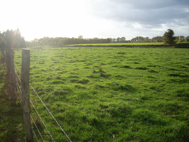 Saftiges Grün der Norfer Wiesen