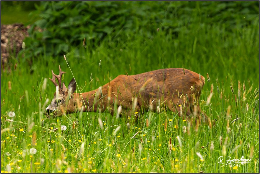 Saftiges Grün