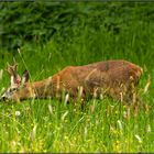 Saftiges Grün