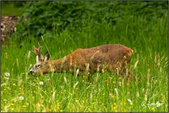 Saftiges Grün