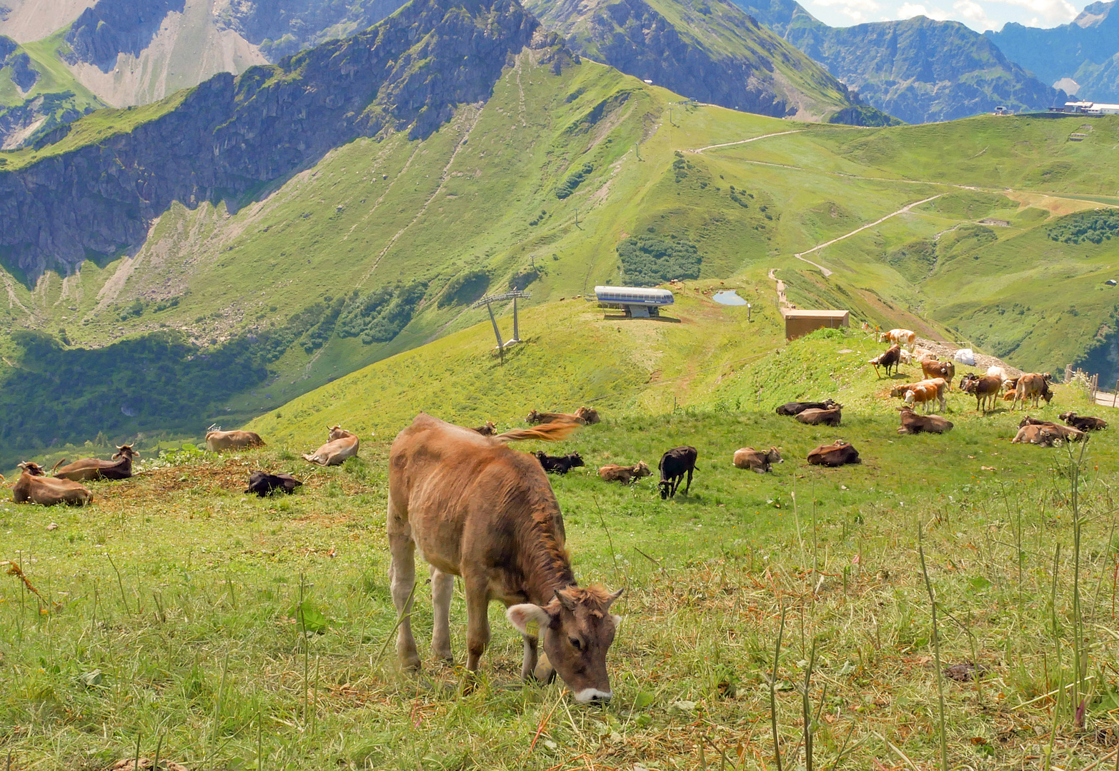 Saftiges Grün im Allgäu