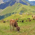 Saftiges Grün im Allgäu