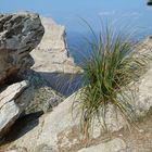 Saftiges Grün im Fels