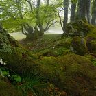 Saftiges Grün im Nebel