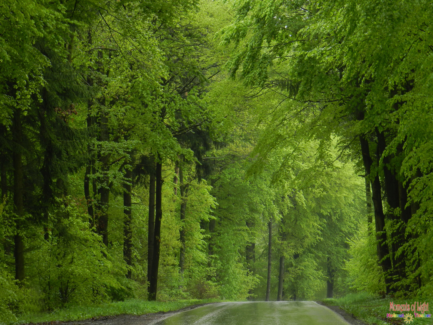 Saftiges Grün im Regen