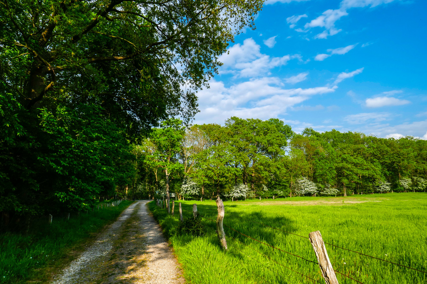 Saftiges Grün markiert den Weg