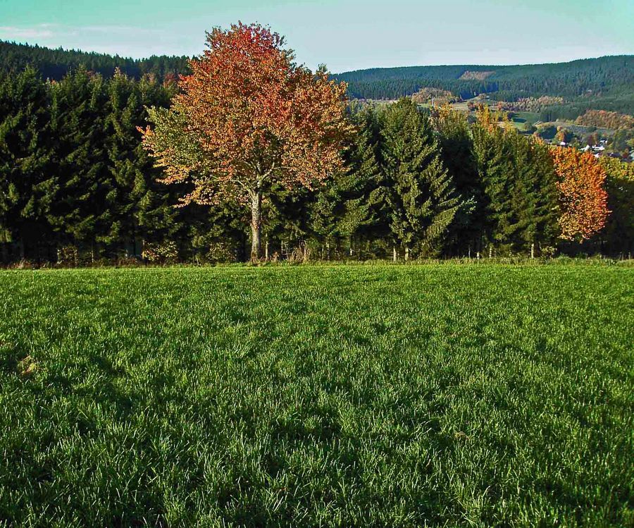 Saftiges grün mit herbstlichen Farbtupfern