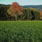 Saftiges grün mit herbstlichen Farbtupfern