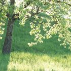 Saftiges Grün, tief stehende Sonne