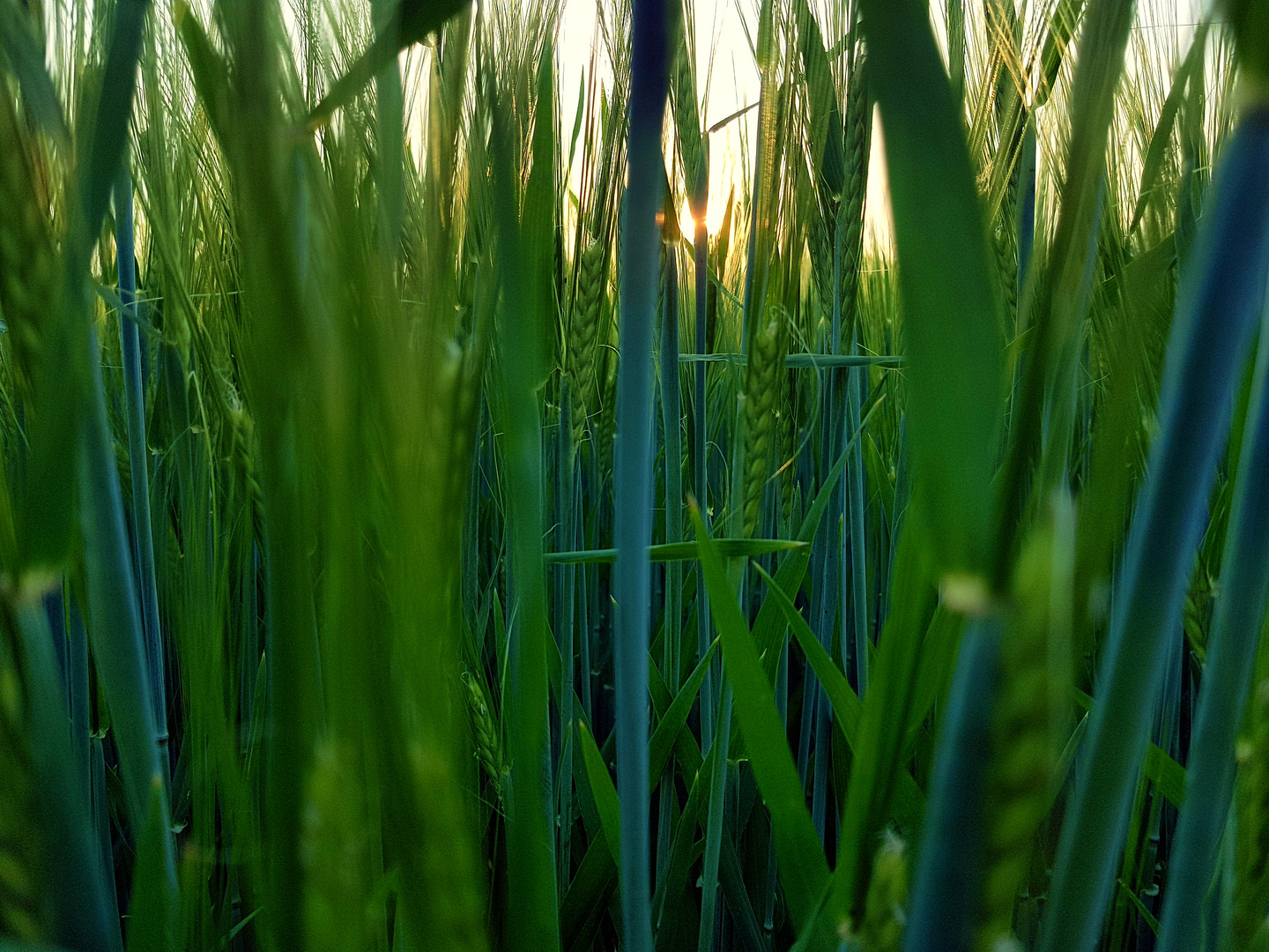 Saftiges grün und ein Hauch Sonne