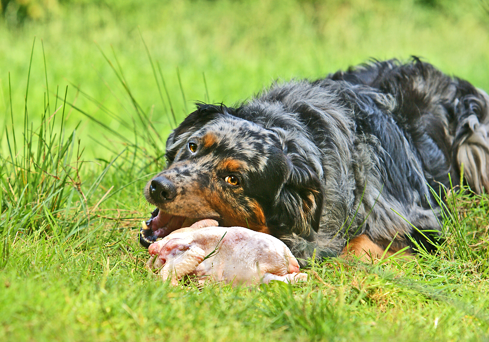 saftiges Hähnchen