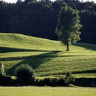 saftiges Oberbayern