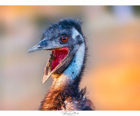 Sag "A" wie Austria!