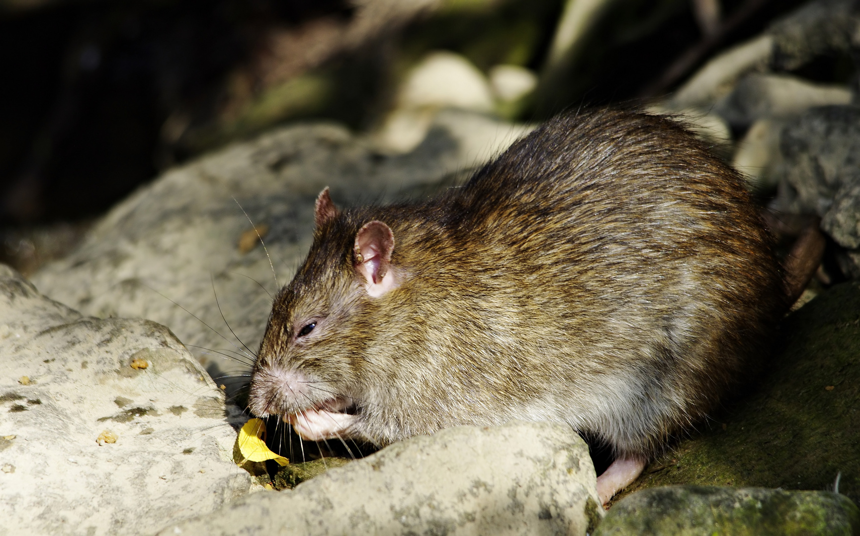 Sag bloß keiner, Ratten seien häßlich ;-)