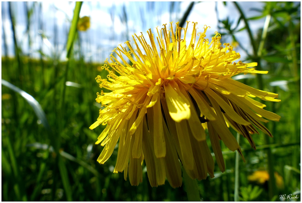 Sag da einer was gegen die Löwenzahn Blüte !