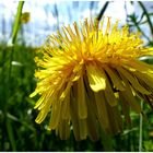 Sag da einer was gegen die Löwenzahn Blüte !