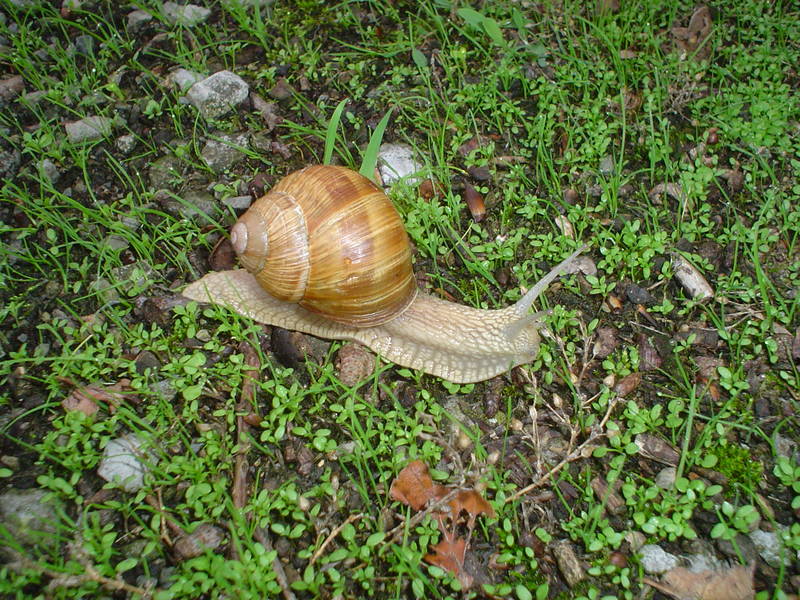 "Sag doch nicht immer lahme Schnecke zu mir"!