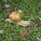 "Sag doch nicht immer lahme Schnecke zu mir"!