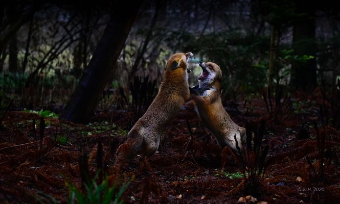 Sag einmal, was machst Du hier?