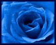 Sag es durch die blaue Rose! von Rainer Fritz