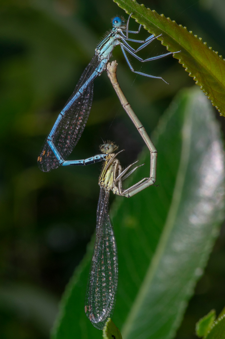 Sag es durch die Libelle