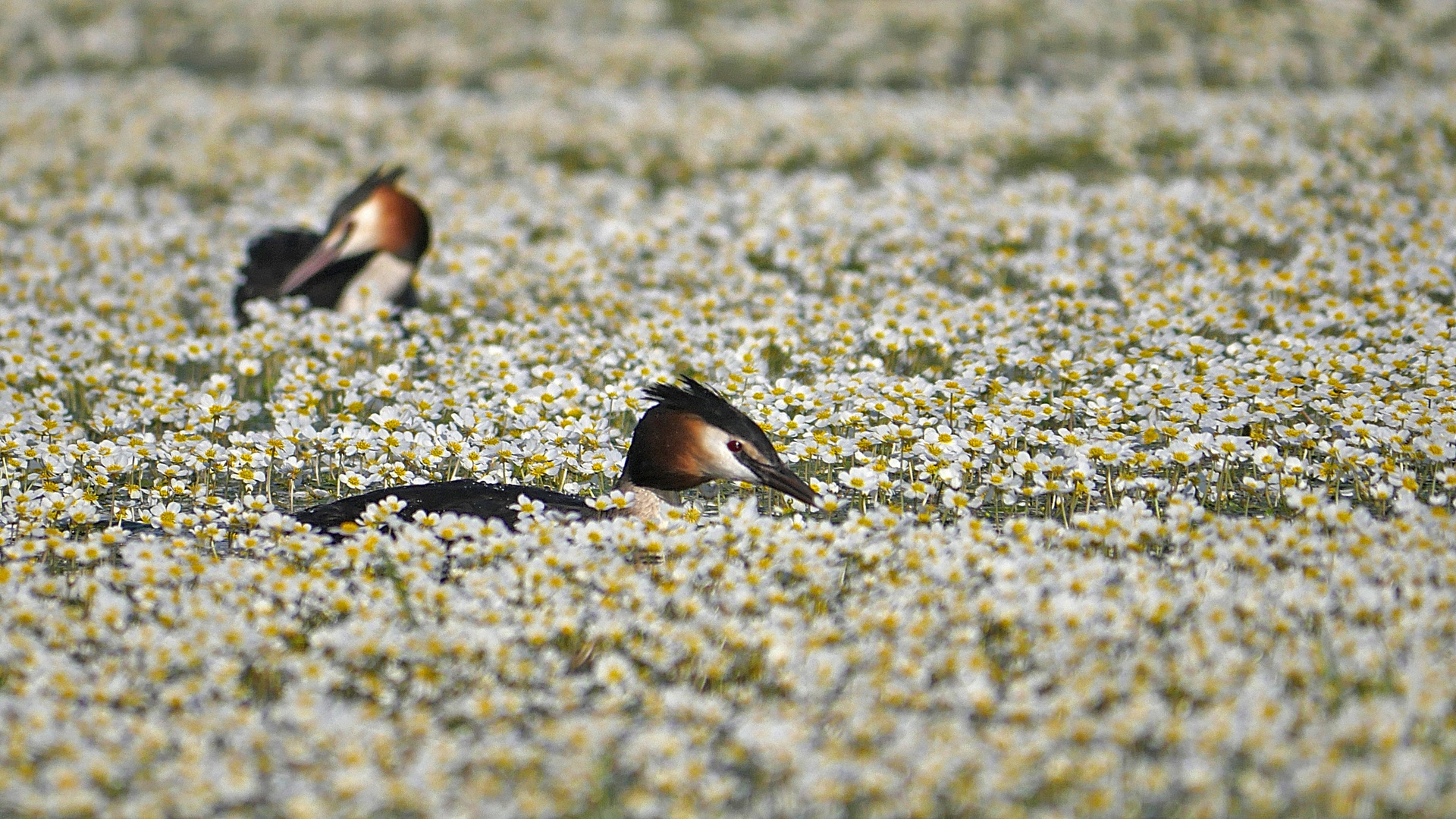 Sag es ihr mit Blumen...