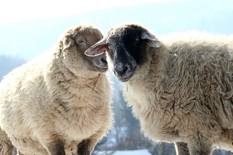 Sag es mir in das Ohr, der Fotograf hört zu